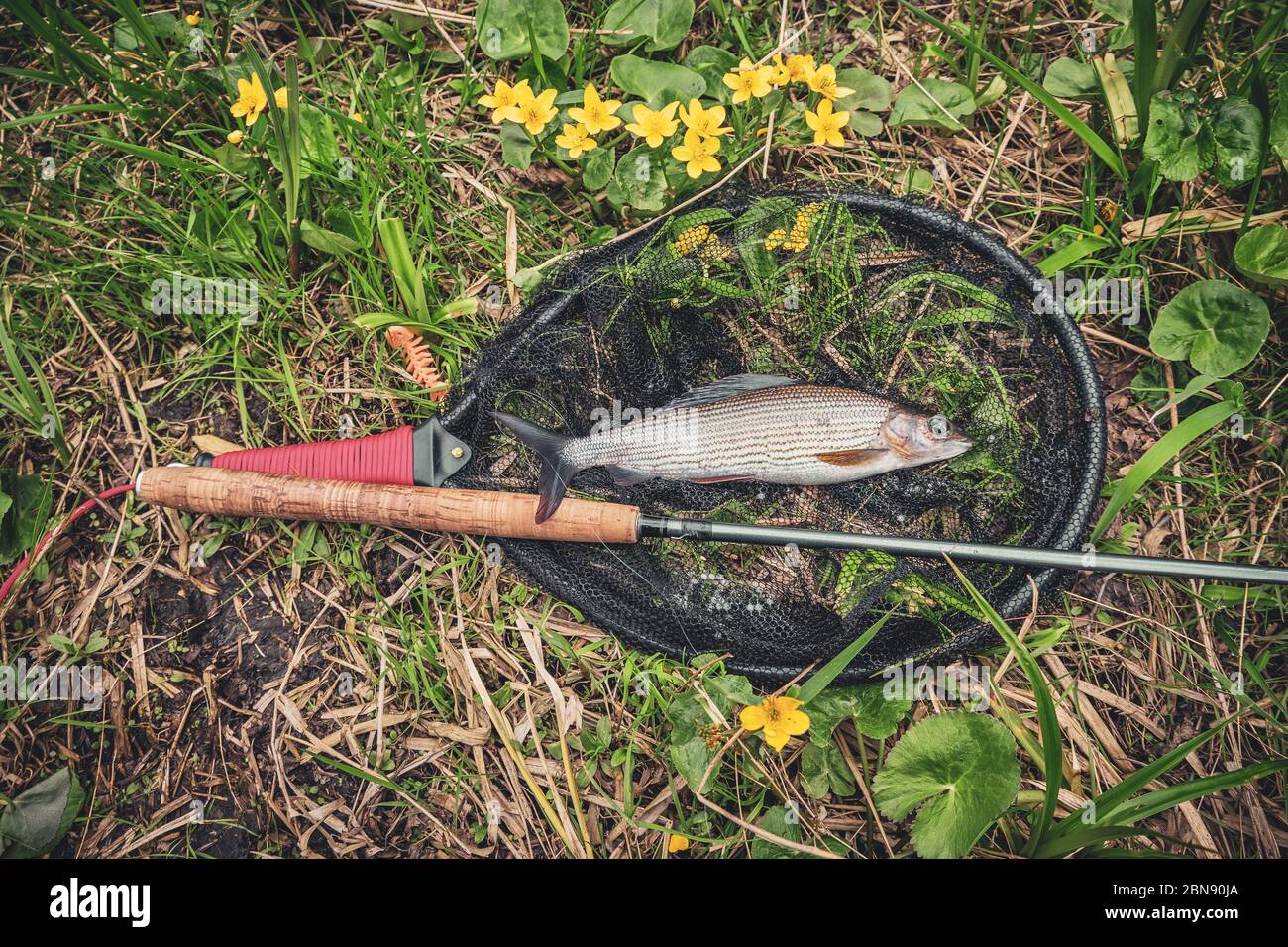 Beautiful grayling caught while fly fishing Stock Photo Alamy