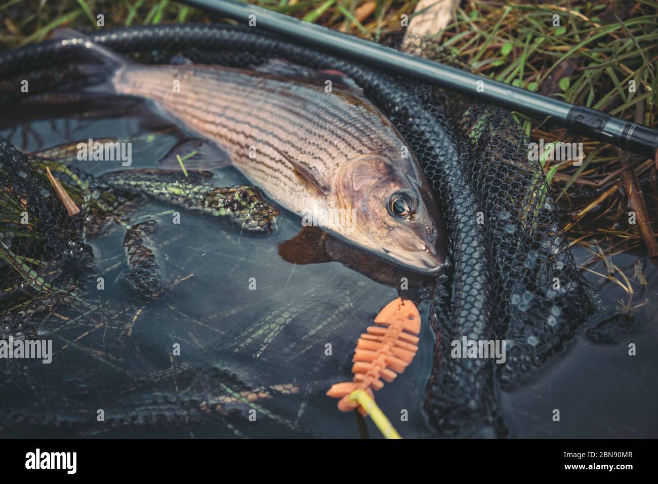 Beautiful grayling caught while fly fishing Stock Photo Alamy