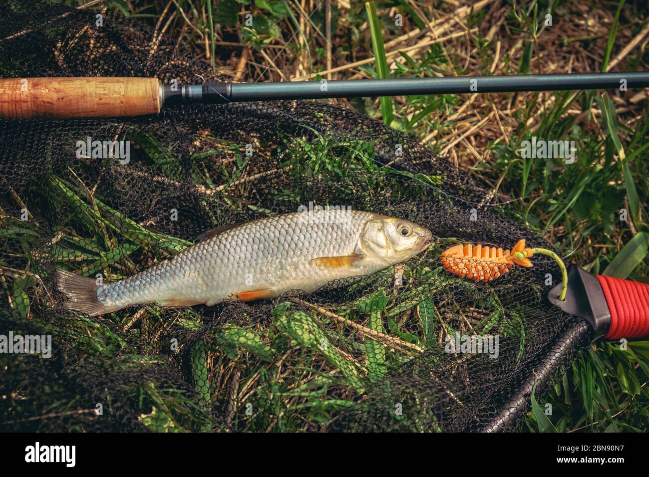 Beautiful grayling caught while fly fishing Stock Photo Alamy