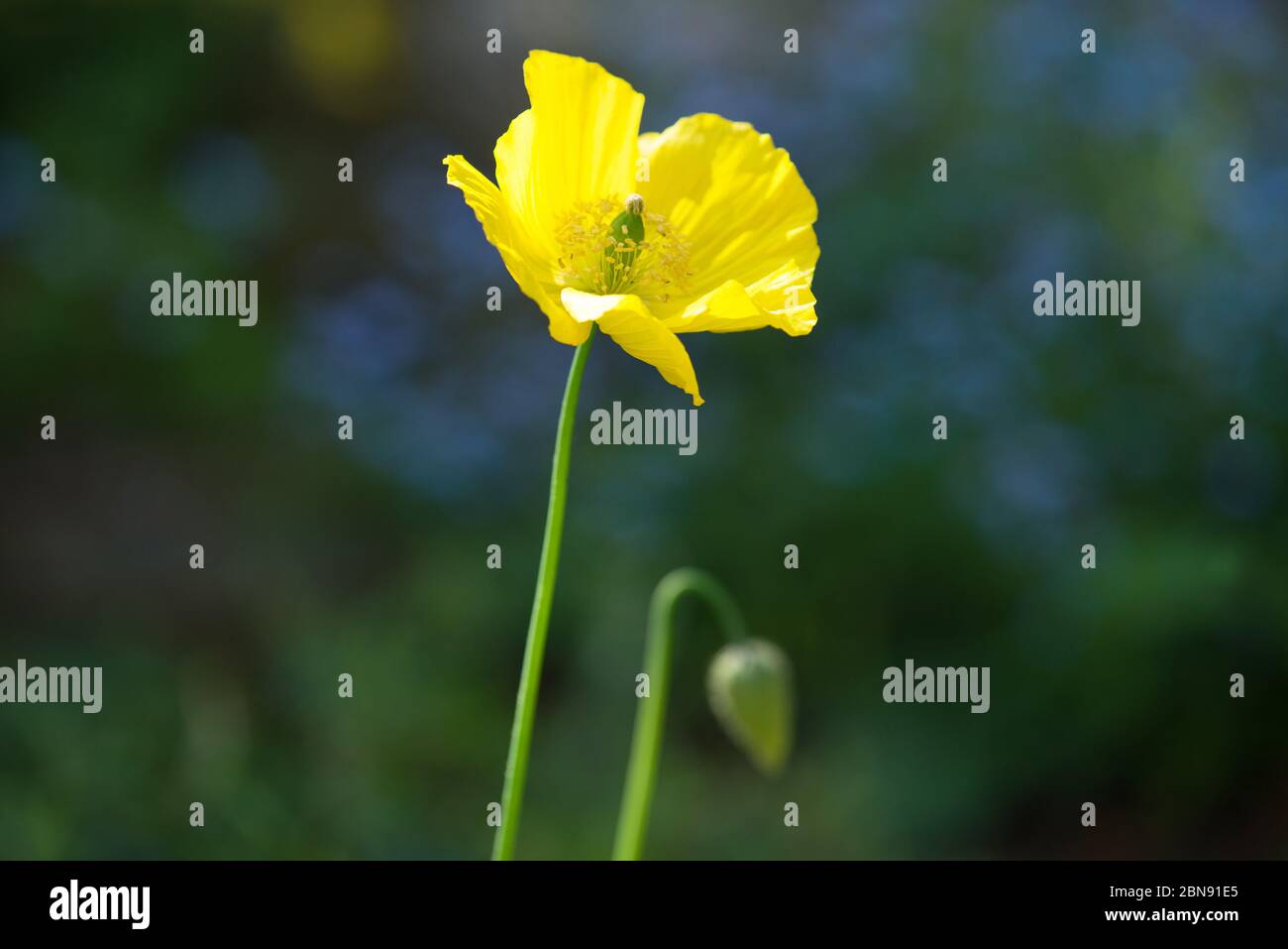 Yellow flowering Eschscholzia Californica California Poppy Stock Photo