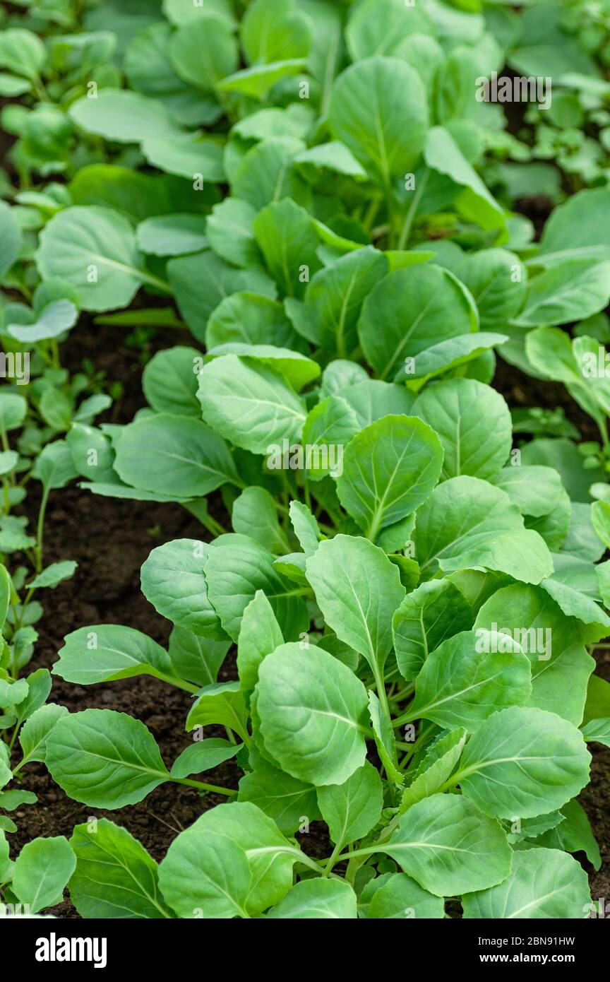 Young seedlings of cabbage. Organic farming, growing seedlings in a