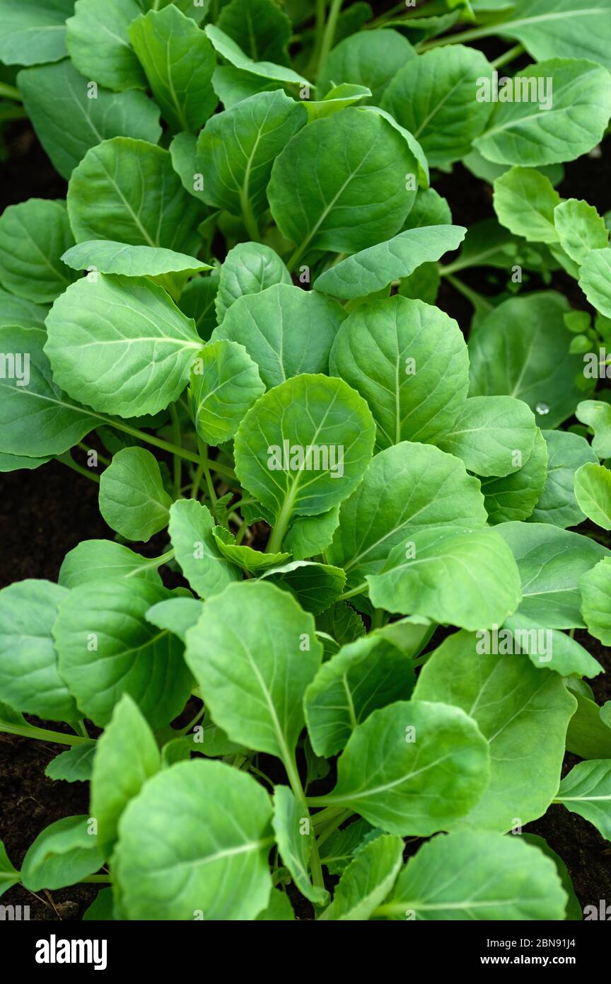 Young seedlings of cabbage. Organic farming, growing seedlings in a ...