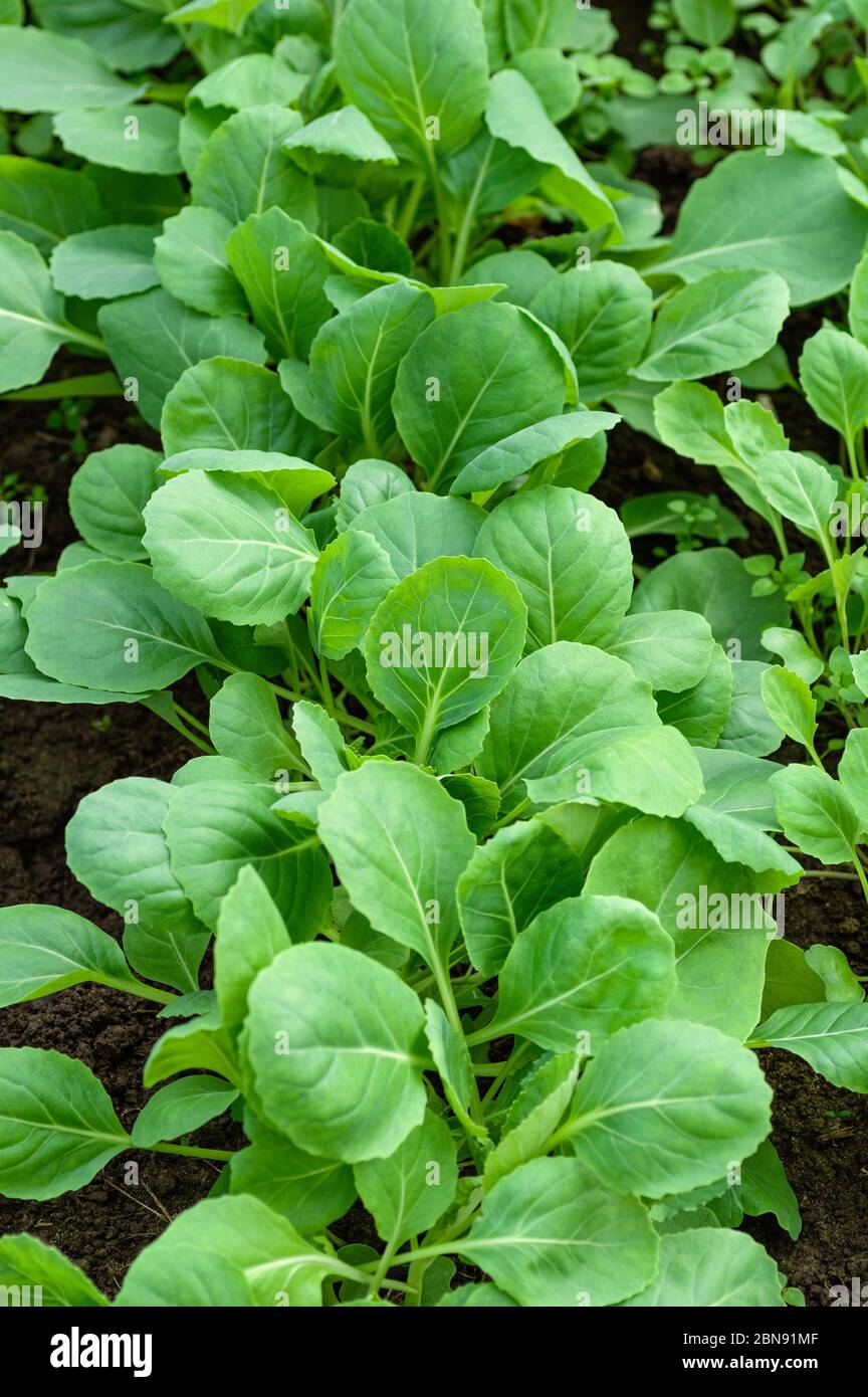 Seedlings of cabbage close up. Ecological vegetable growing concept