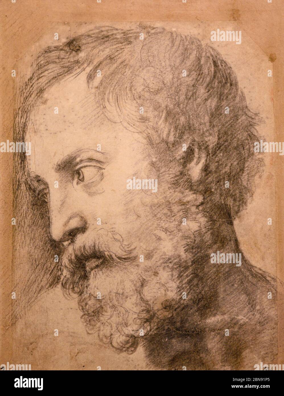 Head of an Apostle (c. 1519-1520). Raphael (also Raffaello Santi, Raffaello Sanzio da Urbino) (1483-1520). Black chalk. Facsimile. Stock Photo