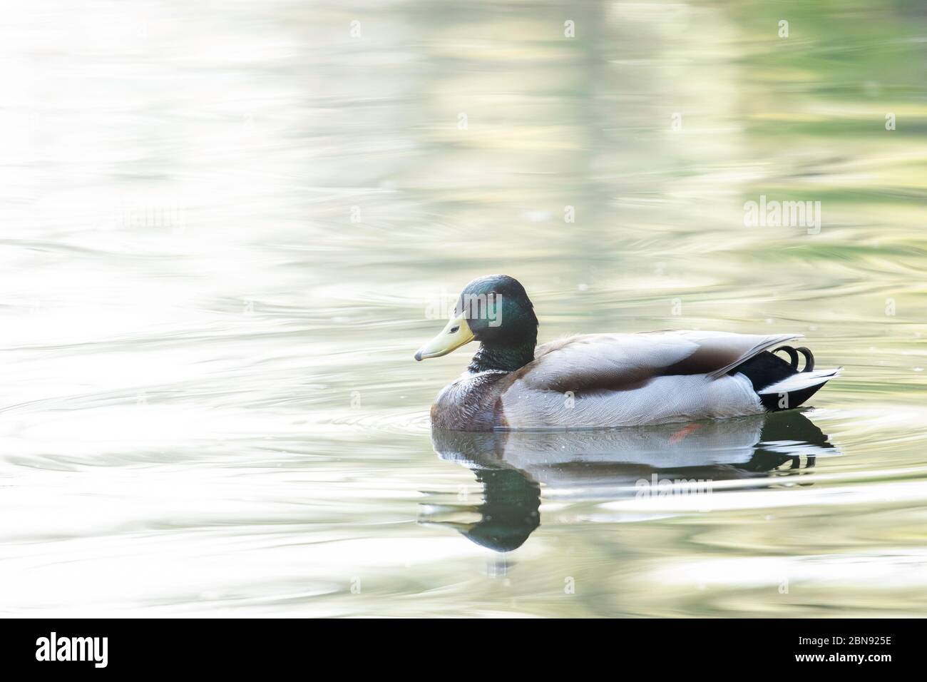 Common Mallard Stock Photo