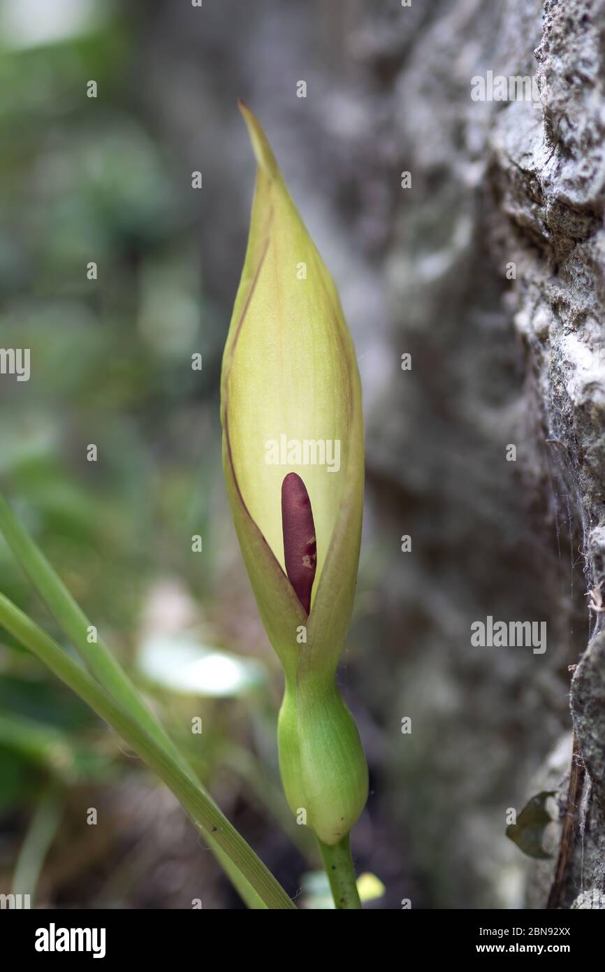 Arum maculatum flower in habitat by wall, back lit by evening sunlight. Aka  Cuckoo pint, Lords and ladies. Focus on spathe Stock Photo - Alamy
