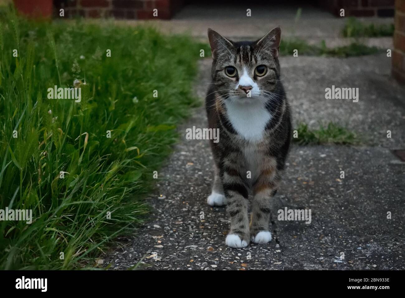 Cute Tabby Cat Outdoors Stock Photo - Alamy