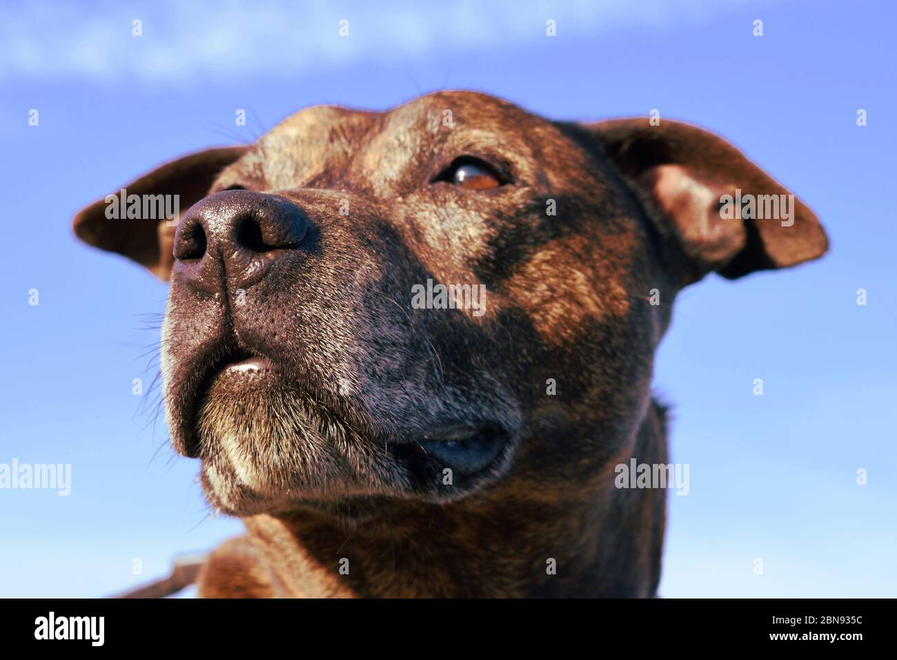 Dramatic Dog Portrait Against Blue Sky Stock Photo