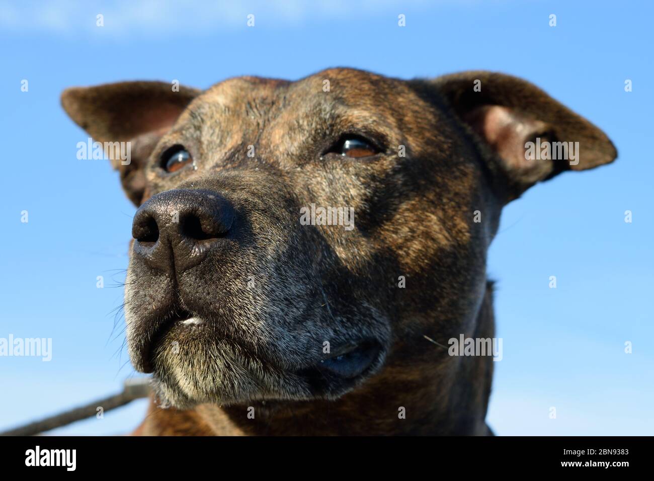 Dramatic Dog Portrait Against Blue Sky Stock Photo