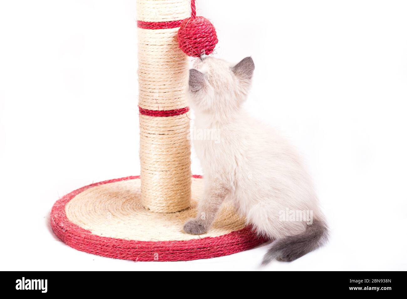 A Funny Little Thai Kitten Plays With A Ball Tied To A Claw In The Form 