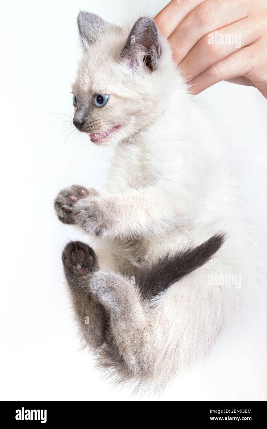 Hand holds kitten hires stock photography and images Alamy