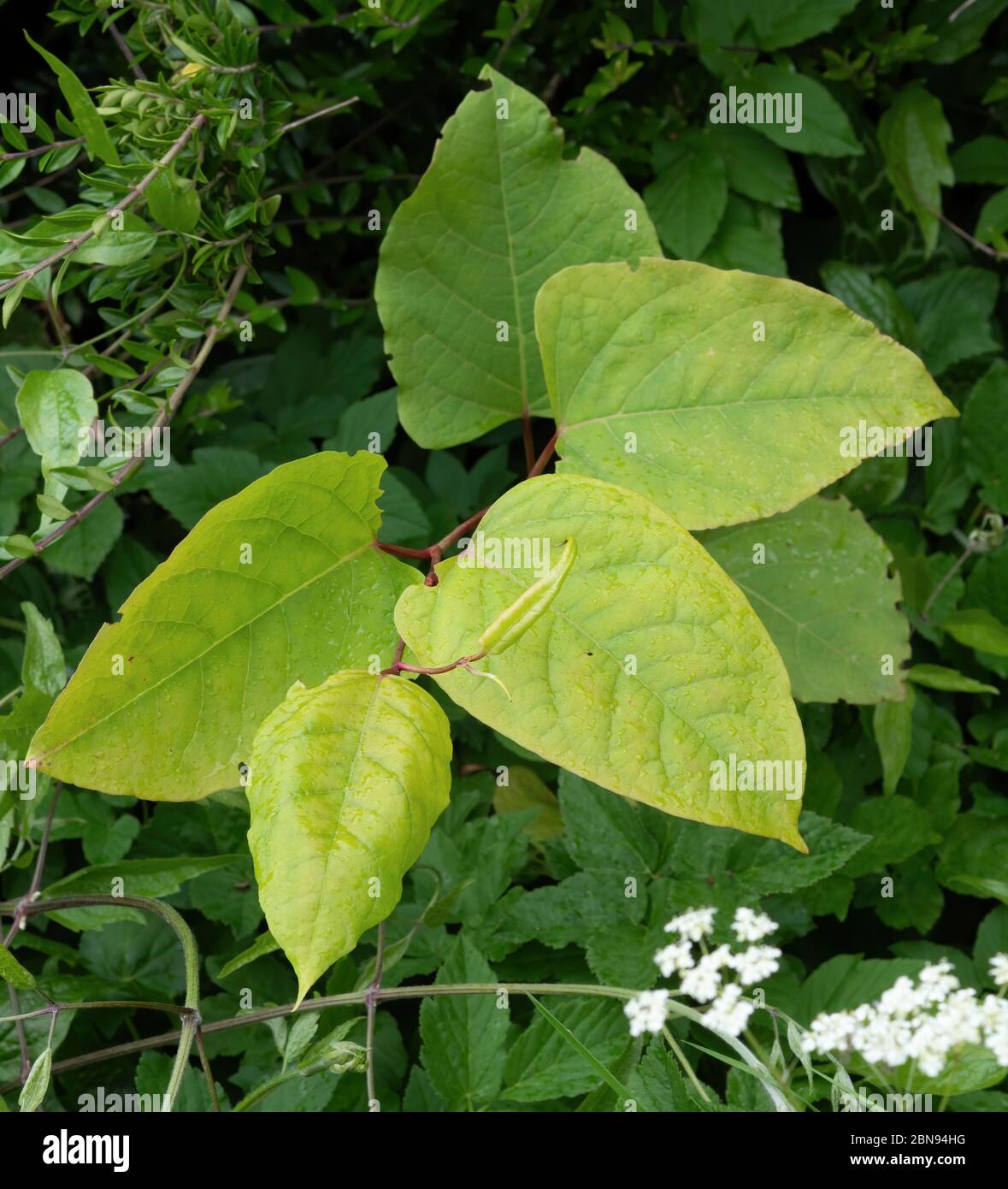 Japanese knotweed, invasive plant aka Reynoutria japonica, Fallopia japonica and Polygonum cuspidatum. UK. Spring shoots. Stock Photo