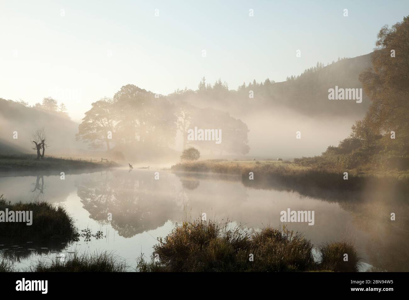 A copse of deciduous trees near Elter Water in a foggy Langdale Valley, English Lake District Stock Photo