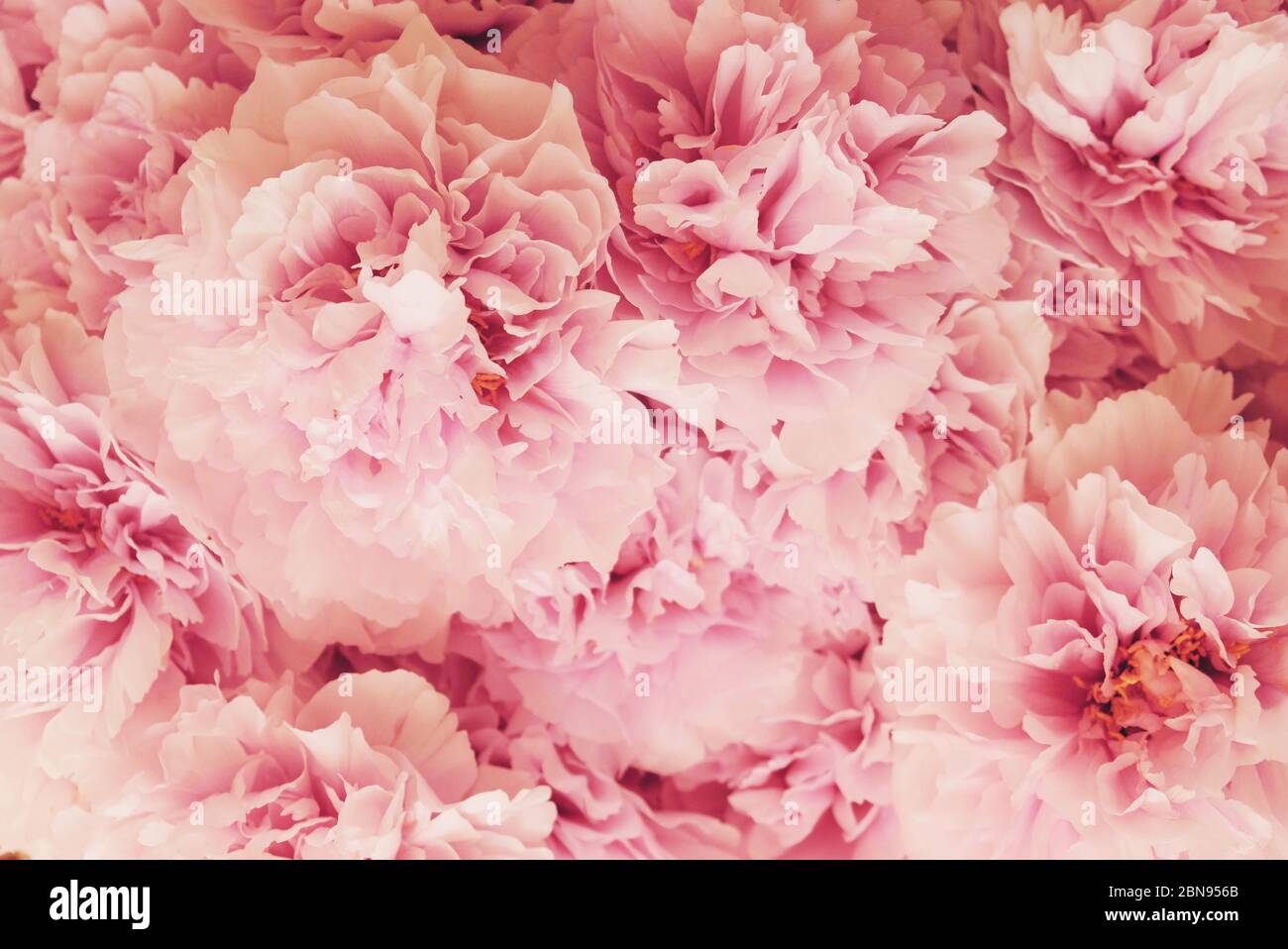 Flowery Wallpaper Floral Flowers Hi Res Stock Photography And Images Page 7 Alamy Flowery Wallpaper Floral Flowers Hi Res Stock Photography And Images Page 7 Alamy