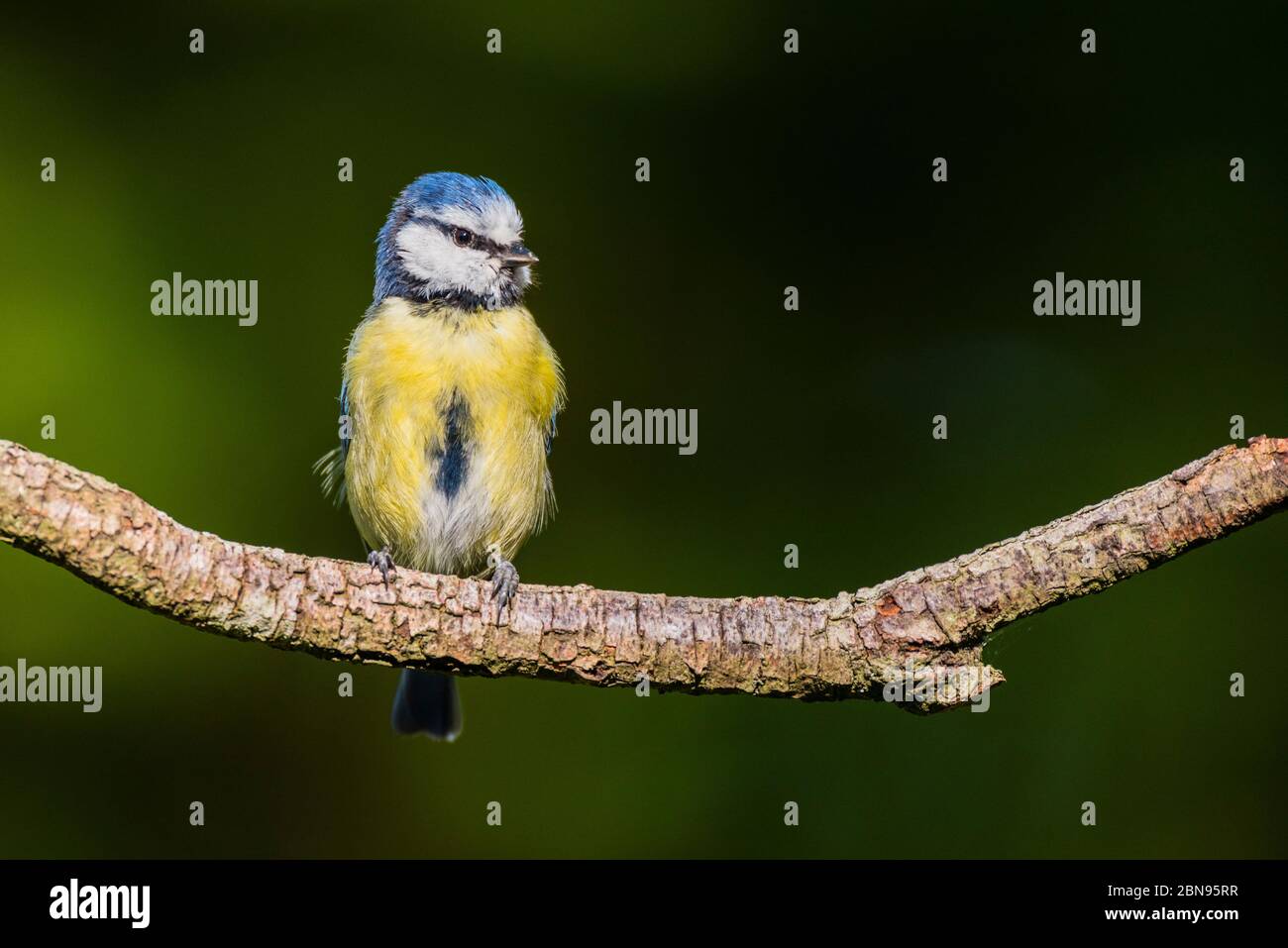 A Blue Tit (Parus caeruleus) in the uk Stock Photo