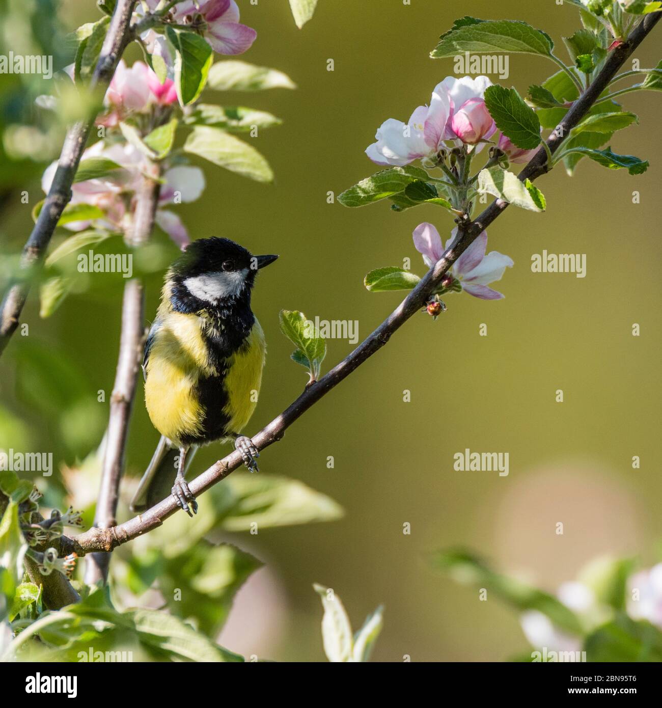 A Great Tit (Parus major) in the Uk Stock Photo