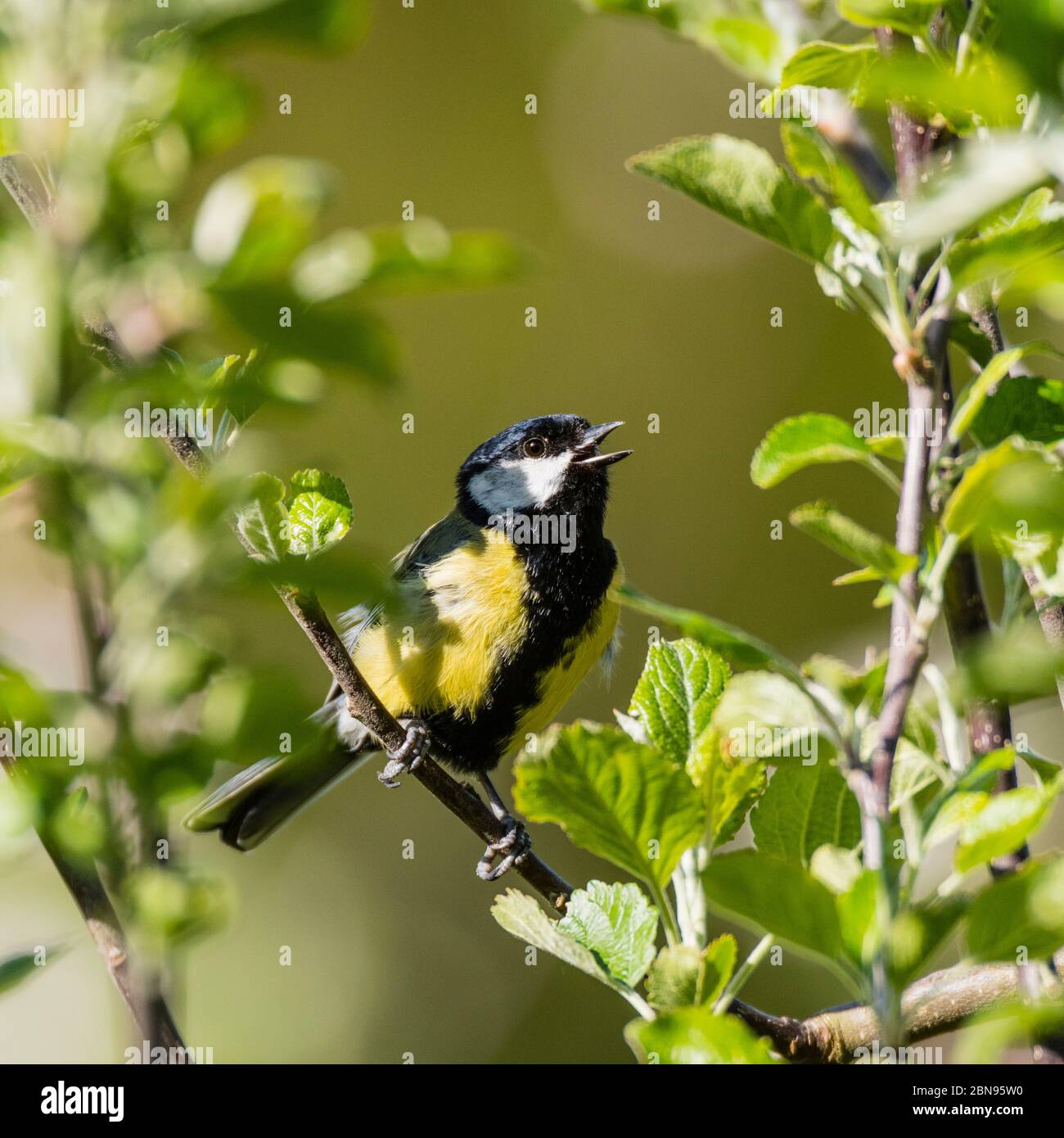 A Great Tit (Parus major) singing in the Uk Stock Photo