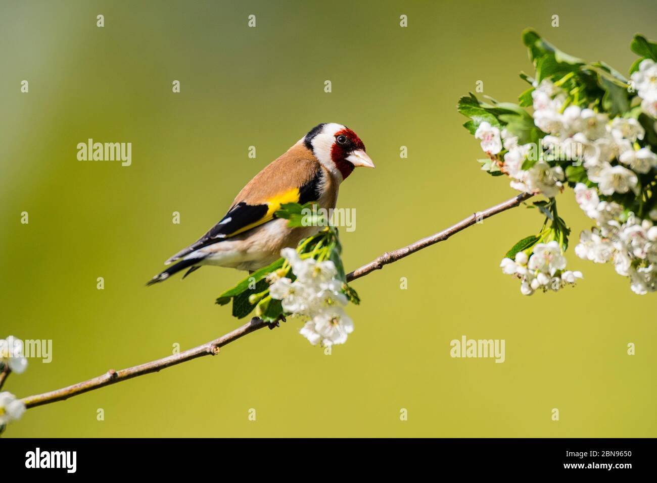 A Goldfinch (Carduelis carduelis) in the Uk Stock Photo