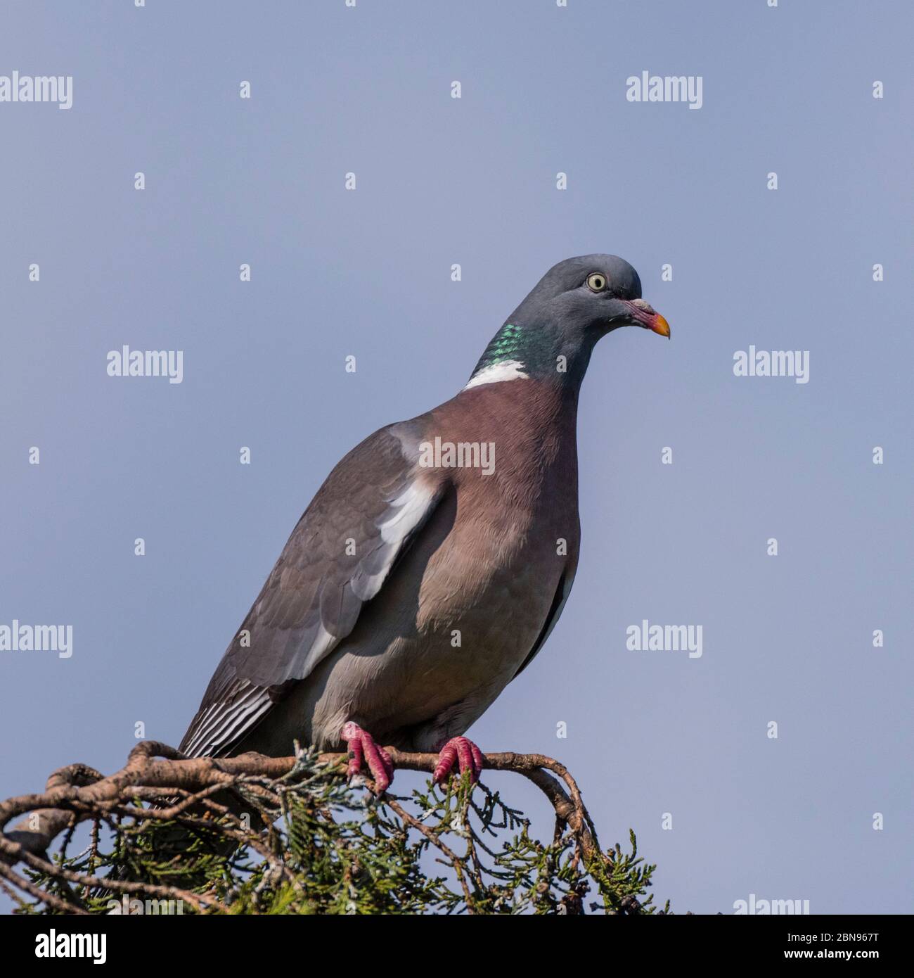 A Woodpigeon (Columba palumbus) in the uk Stock Photo