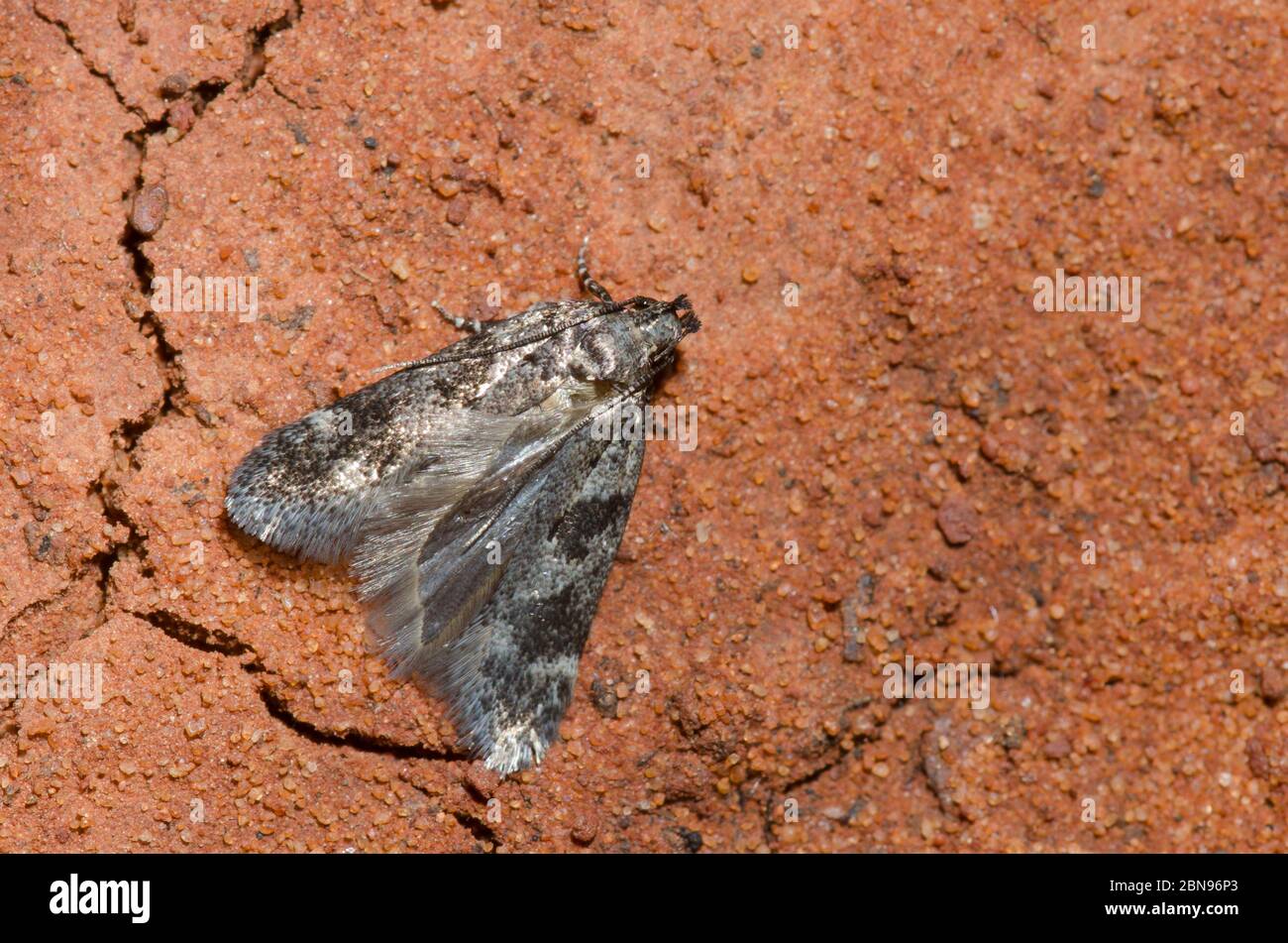 Twirler Moth, Aristotelia sp. Stock Photo