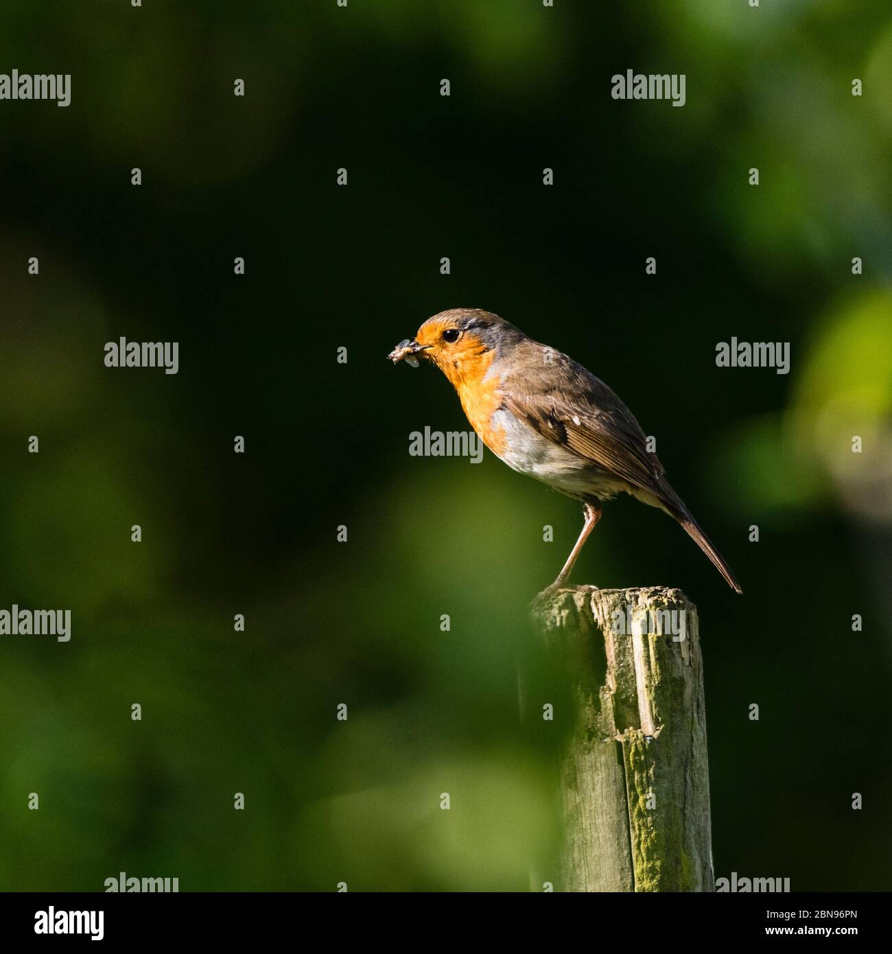 A Robin (Erithacus rubecula) in the Uk Stock Photo
