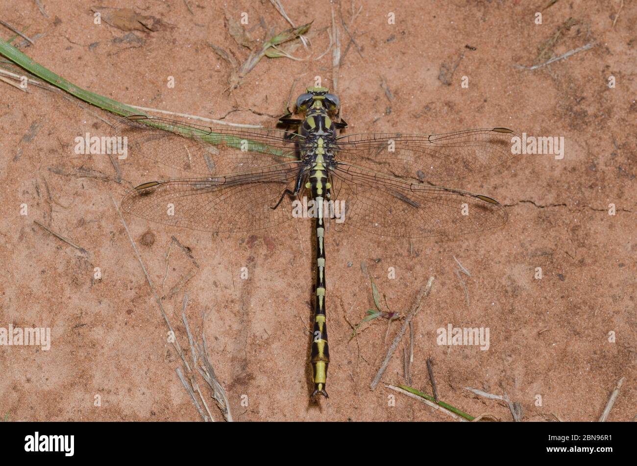 Sulphur-tipped Clubtail, Phanogomphus militaris, male Stock Photo