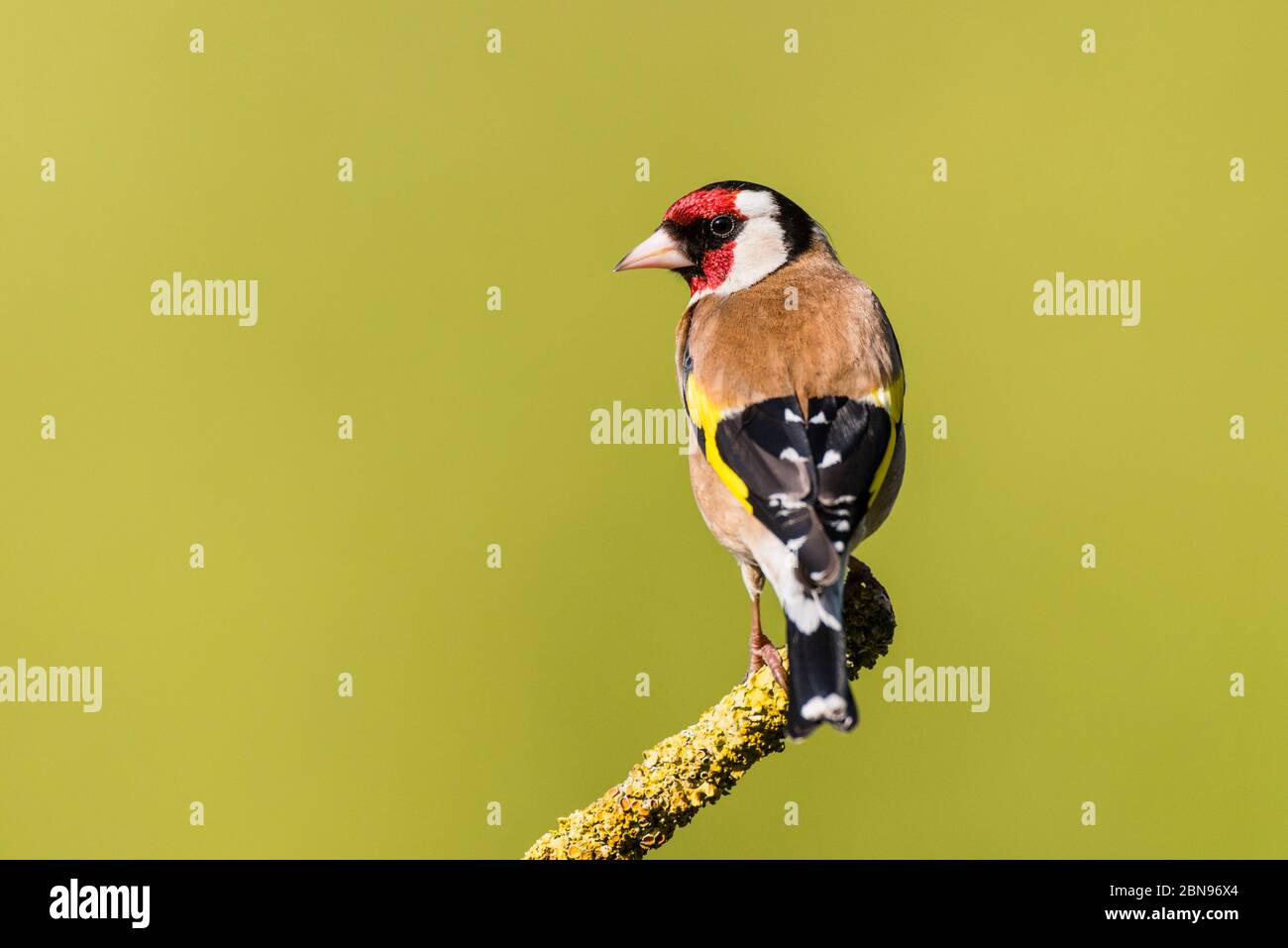 A Goldfinch (Carduelis carduelis) in the Uk Stock Photo