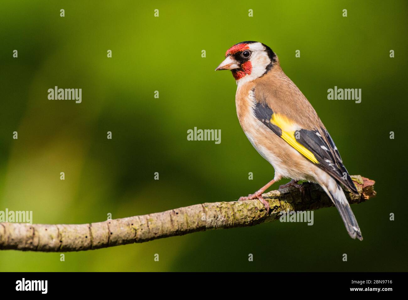 A Goldfinch (Carduelis carduelis) in the Uk Stock Photo