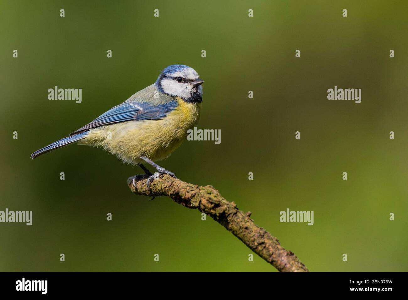 A Blue Tit (Parus caeruleus) in the uk Stock Photo