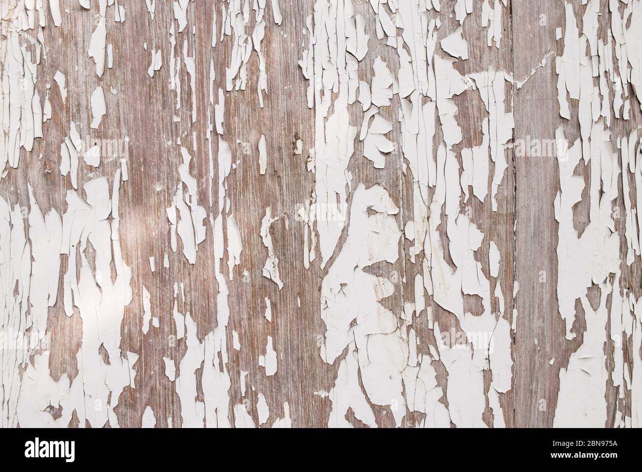 Wooden background with old white paint. Old paint is peeling off a ...