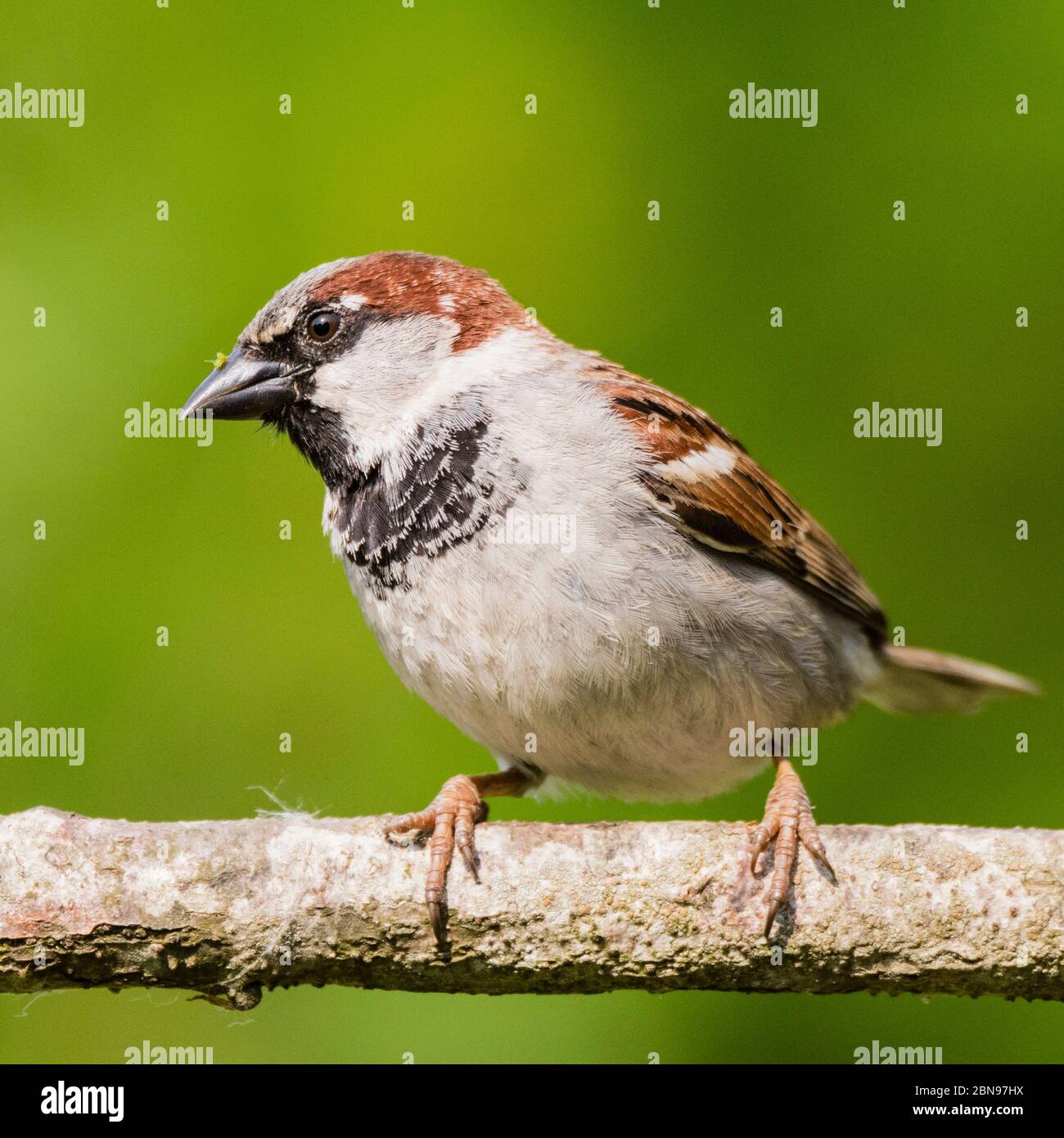 A close up bird portrait of a male house sparrow (passer domesticus) in a uk garden Stock Photo