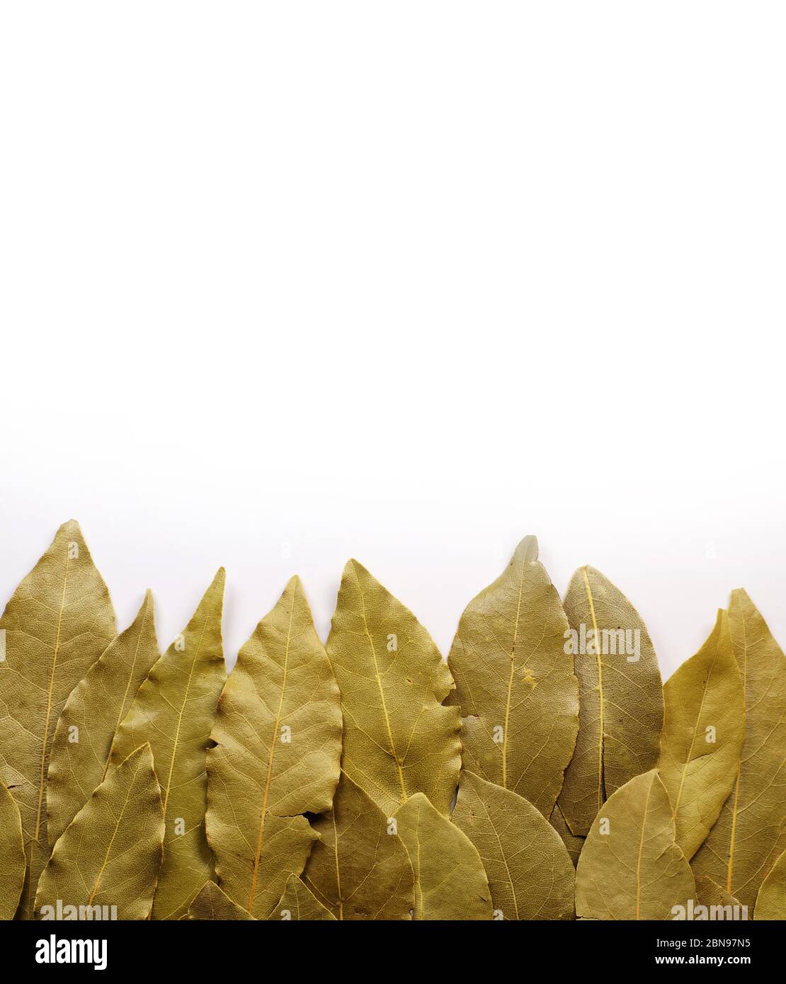 Bay laurel, sweet bay or Grecian laurel. A dozen or soarranged laurel leaves on a white