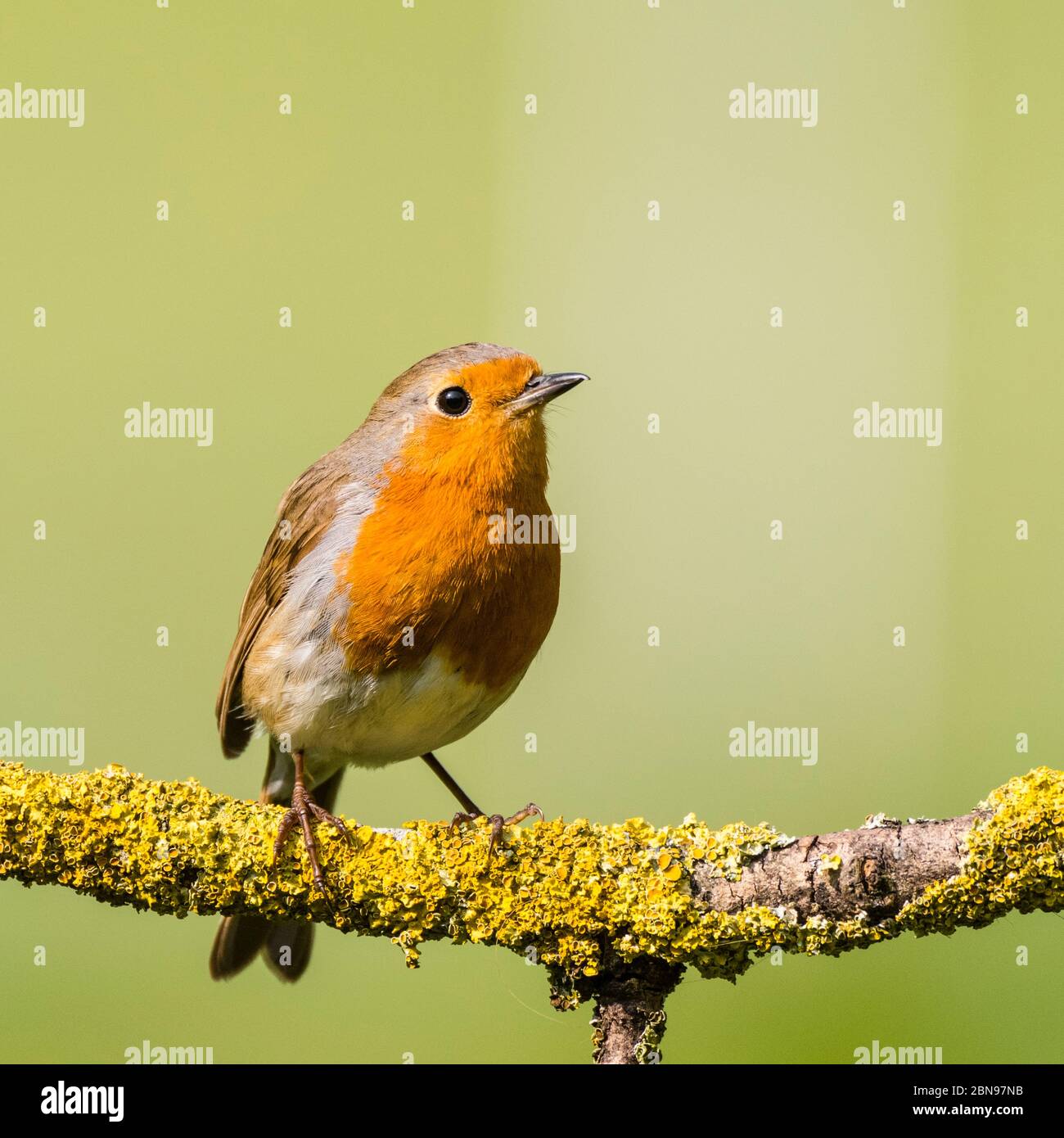 A Robin (Erithacus rubecula) in the Uk Stock Photo
