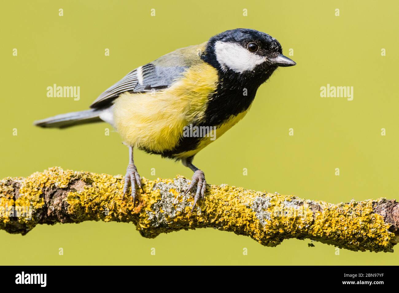 A Great Tit (Parus major) in the Uk Stock Photo