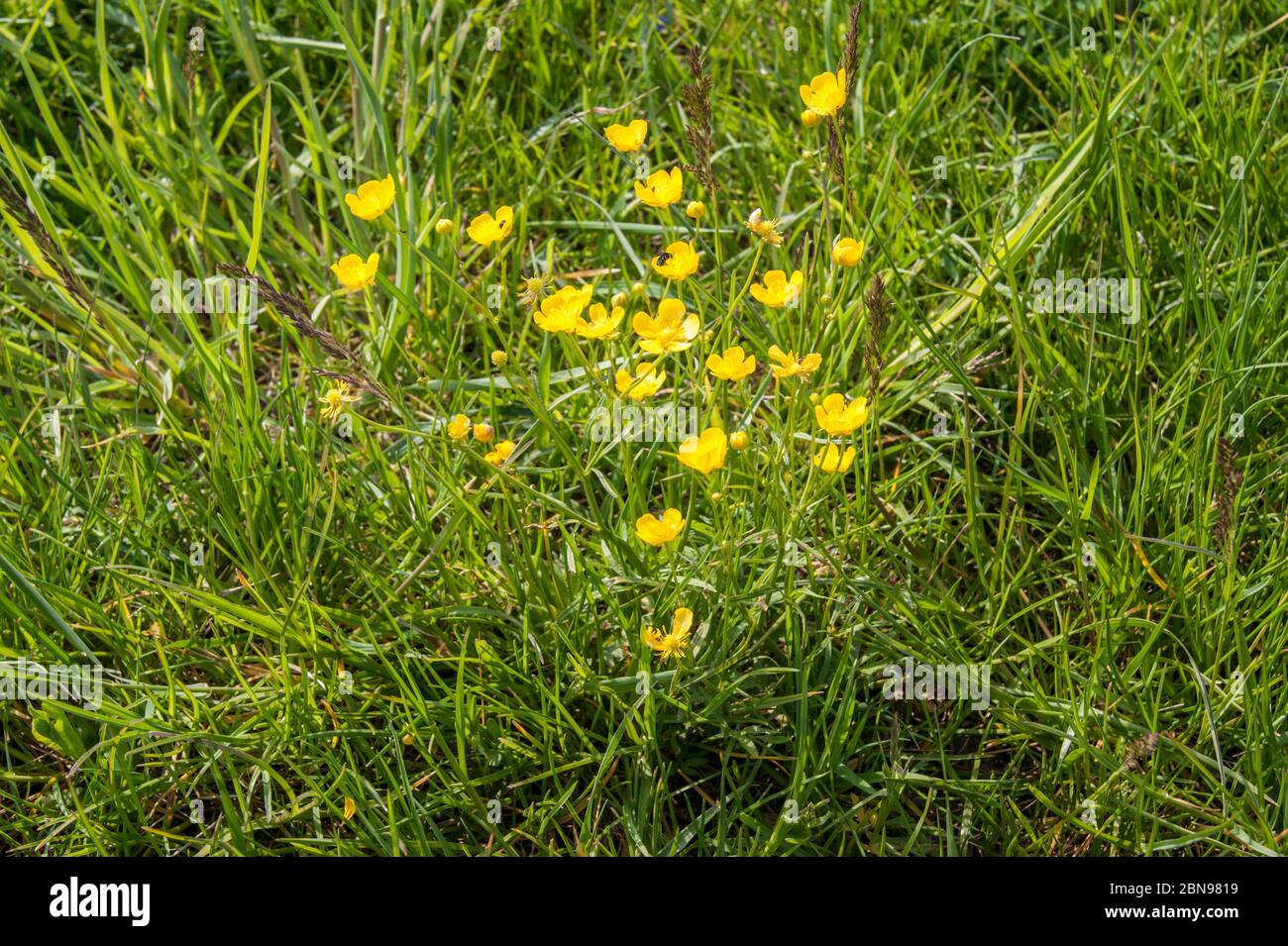 Ranunculus auricomus  known as goldilocks or Greenland buttercup Stock Photo