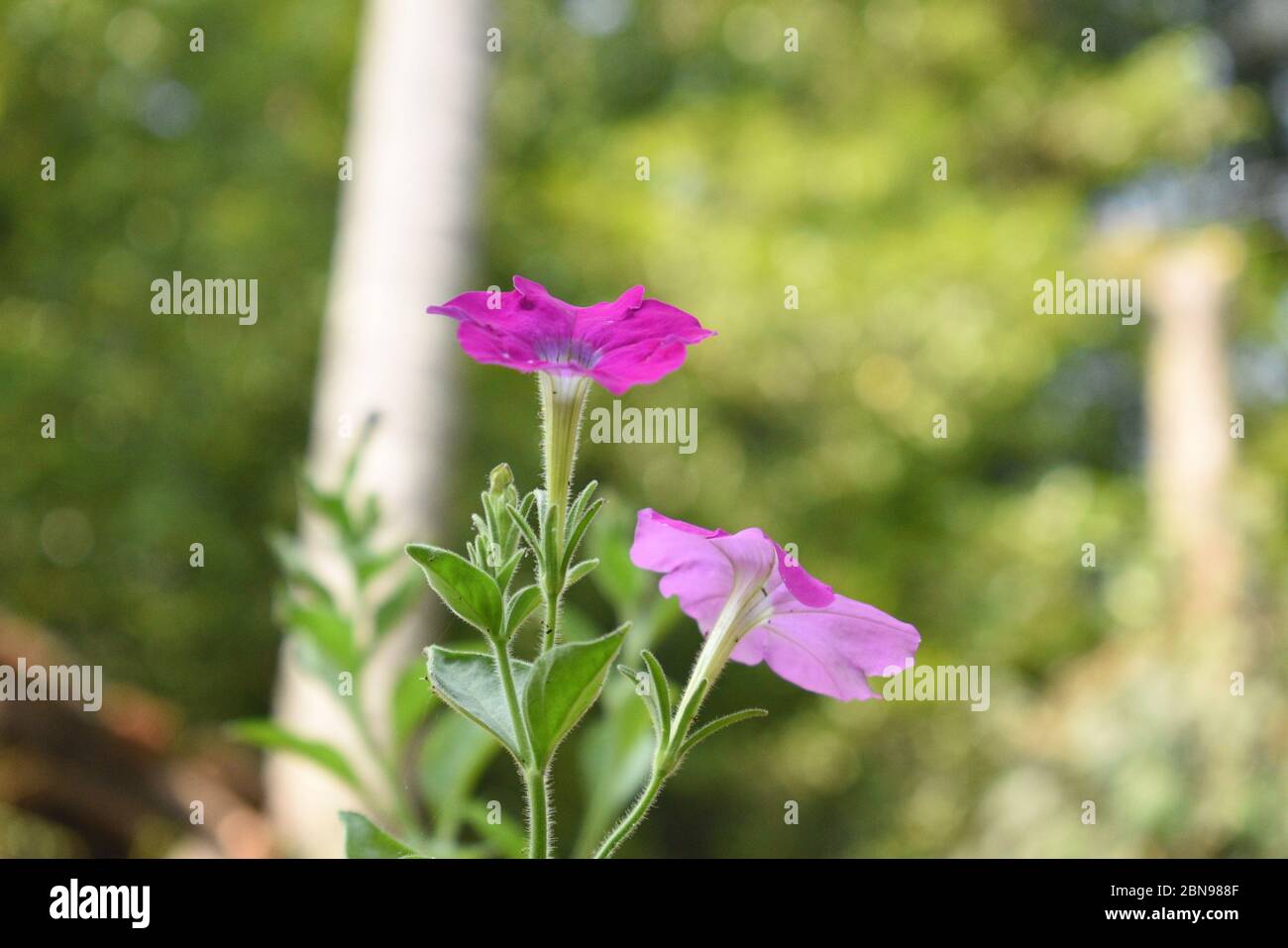 Asystasia gangetica Ganges Primrose, Ganges River asystacia, Chinese violet, Coromandel, Creeping foxglove, Baya, Yaya. Stock Photo