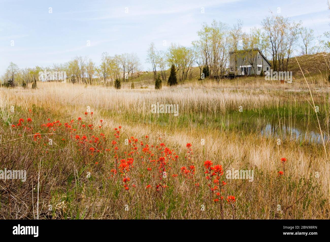 A Field of Wild Indian Paintbrush, Long Point, Canada Stock Photo