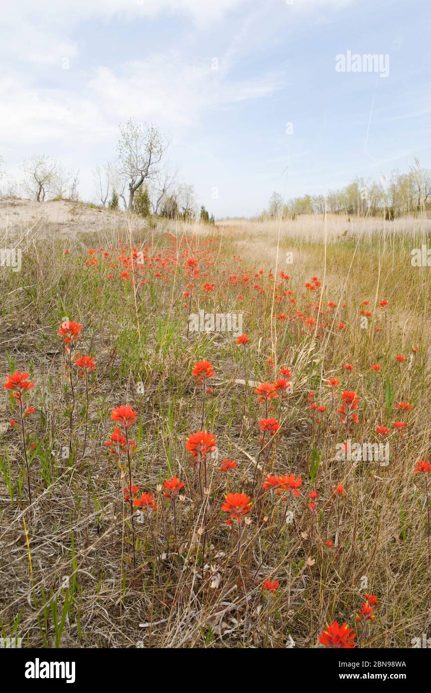 A Large field of Wild Indian Paintbrush, Long Point, Canada Stock Photo