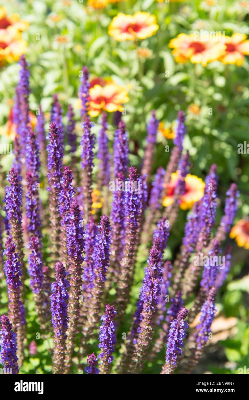 Purple flowers in the garden Stock Photo - Alamy