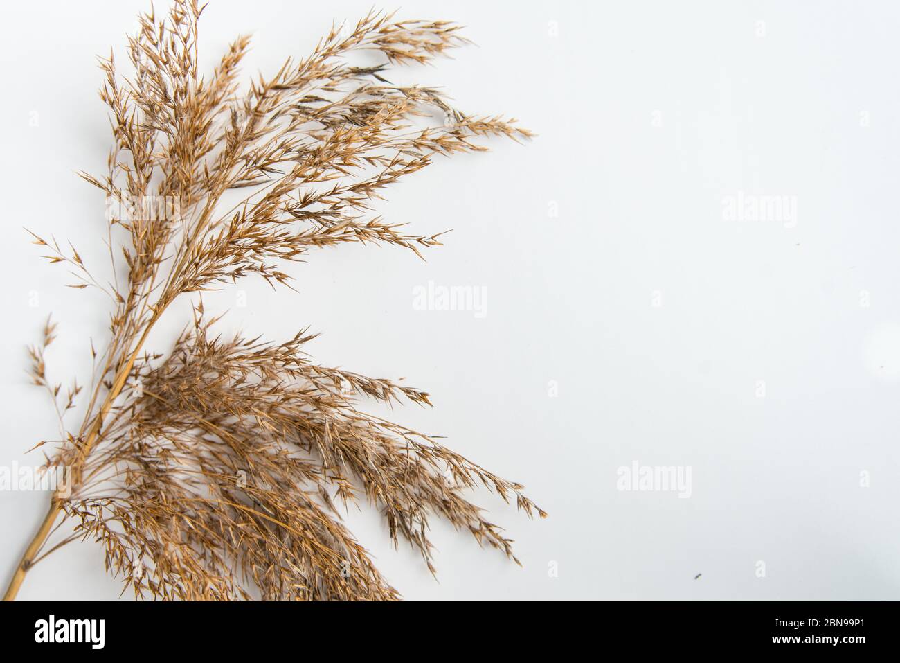 Grass backdrop hi-res stock photography and images - Alamy