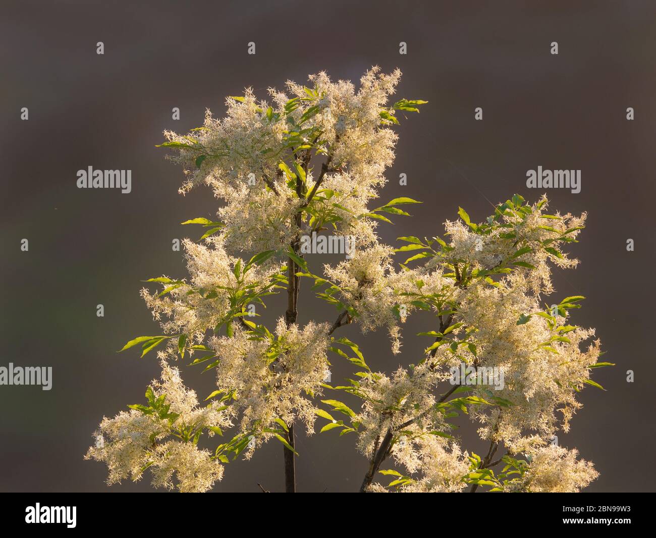 Ash branch full of clusters of little white flowers . Gray background Stock Photo
