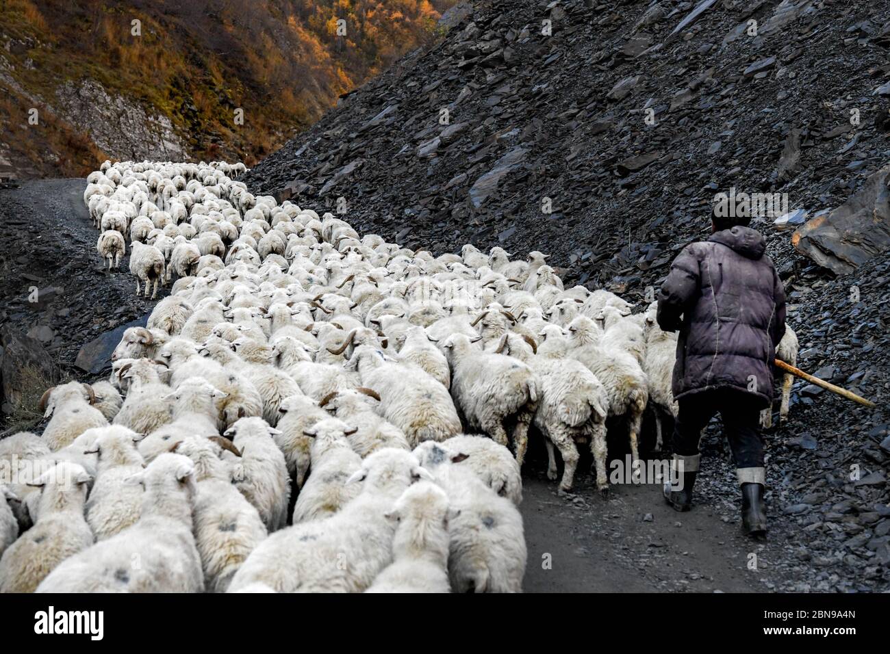 Caucasus, Georgia, Tusheti region, Shenako. A shepherd brings his flock of sheep down from the Tusheti Mountains in winter Stock Photo