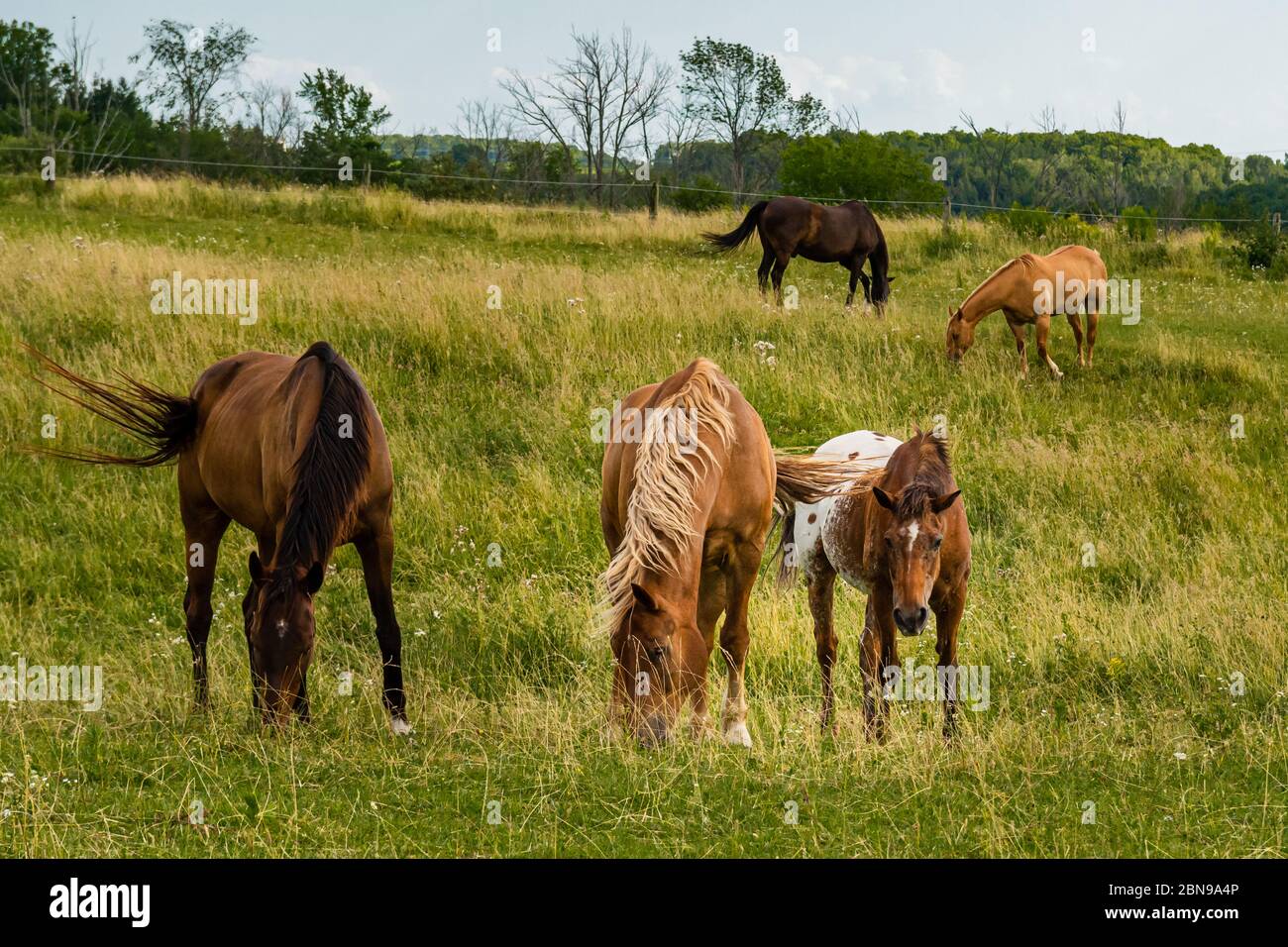 Horses and grass hi-res stock photography and images - Alamy