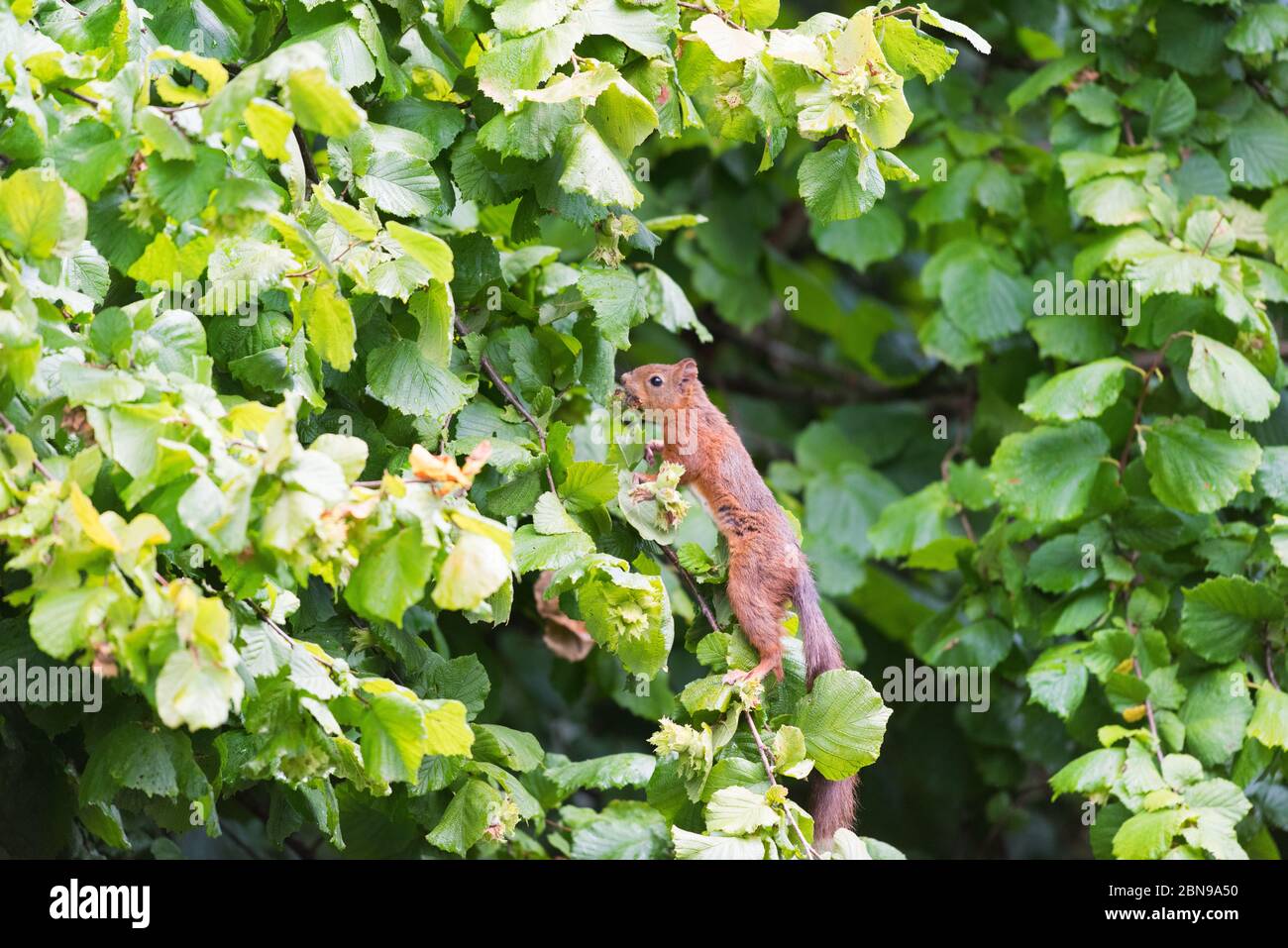 Squirrel picking hazelnuts in hazelnut tree Stock Photo Alamy