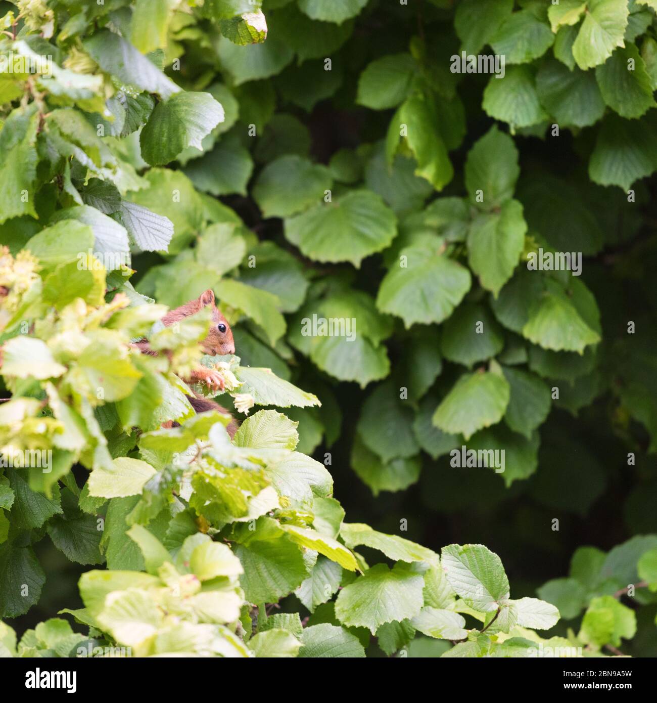 Squirrel picking hazelnuts in hazelnut tree Stock Photo Alamy