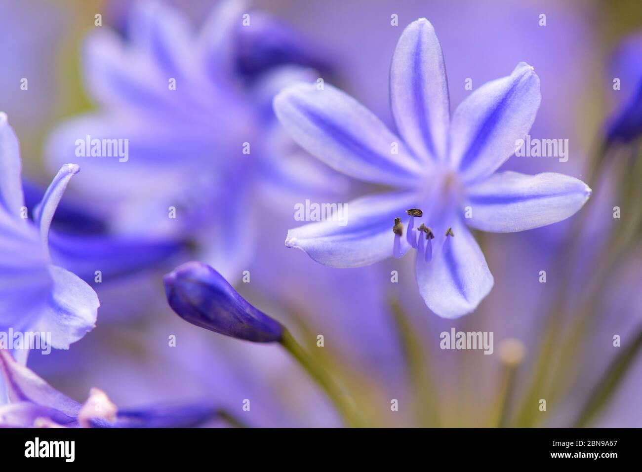 Blooming blue Agapantus in nature Stock Photo