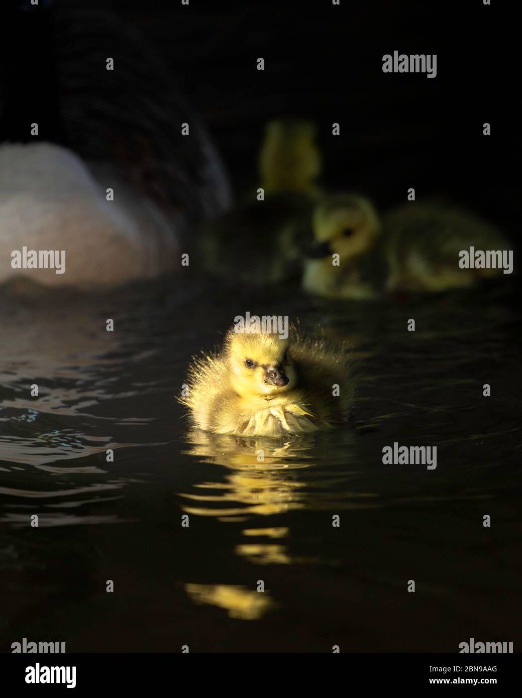 Week old Canada Goose goslings on the Wordsley Canal Stock Photo