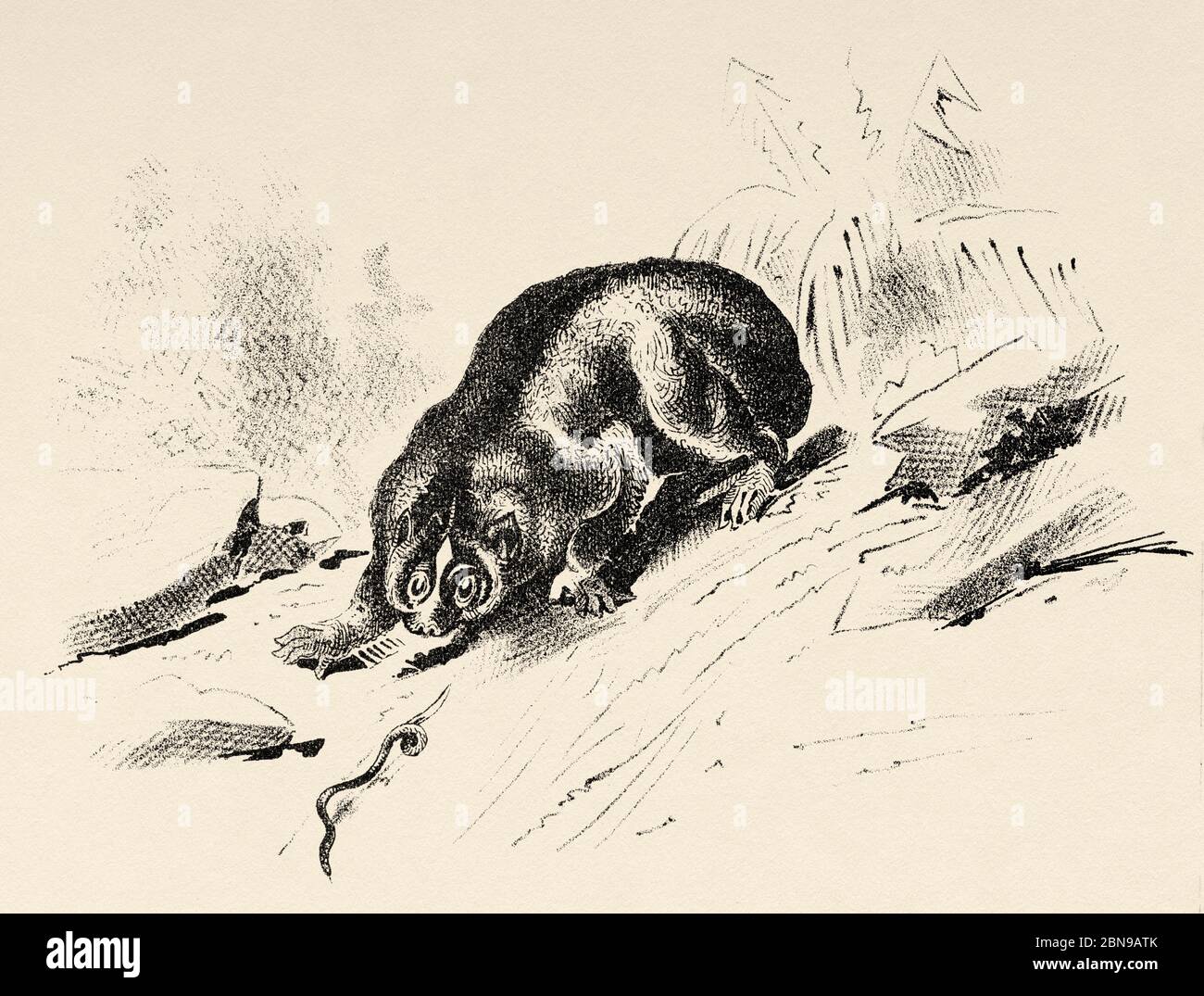 The slender loris (Loris tardigradus) species of strepsirrhine primate Lorisidae family. Originally from the jungles of Sri Lanka, nocturnal habits. Old engraved animal illustration 19th century Stock Photo