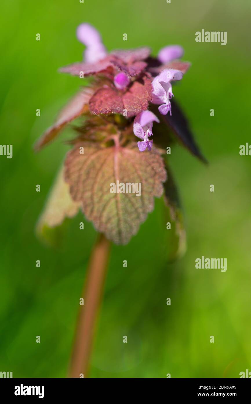 Purple groundivy blooming outdoor in nature Stock Photo Alamy