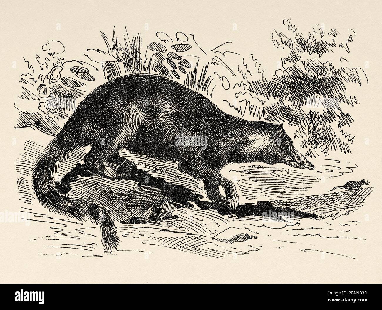 Coati Genus Nasua Also Called Cusumbos Species Of Small American Omnivorous Mammals Of The Superfamily Canoidea And The Family Of Procionids Inhabits From The Southern United States To Northern Argentina Old Engraved